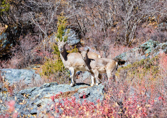 An antelope living in the wild