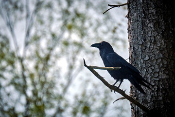 Silhouette eines Kolkraben ( Corvus corax ).