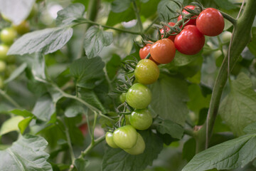 Fresh red tomatoes fruits on tomato plant.