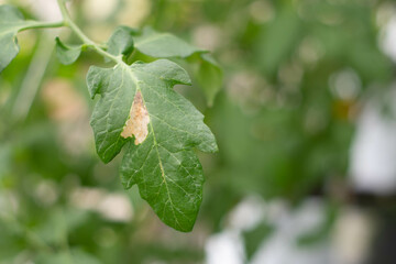 Tomato leafminer worm Tuta absoluta infested on tomato leaf.