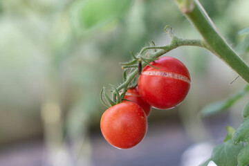 Cracked tomato fruit on tomato plant.