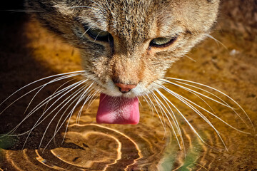 Europäische Wildkatze oder Waldkatze ( Felis silvestris ). © Michael