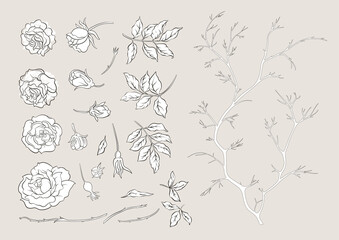 Rose flowers on branches. Clip art, set of elements for design Vector illustration. In botanical style Isolated on white background.