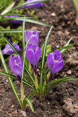 Saffron spring bloomed in spring on moist soil