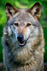 Obraz premium Europäischer Wolf ( Canis lupus ).