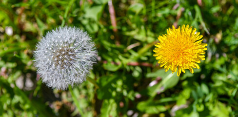 Spring flowers dandelions. Bright and fluffy flowers.