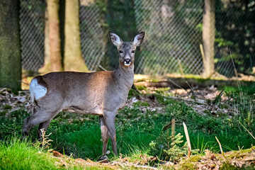 Reh ( Capreolus capreolus ).