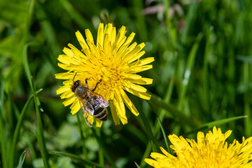 Spring flowers dandelions. Bees fly over flowers, collecting nectar and pollinating plants