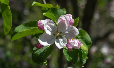 Blooming apple and pear trees. Soft focus. Spring colors and scents of nature.
