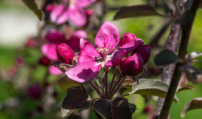 Blooming apple and pear trees. Soft focus. Spring colors and scents of nature.