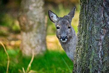 Reh ( Capreolus capreolus ).