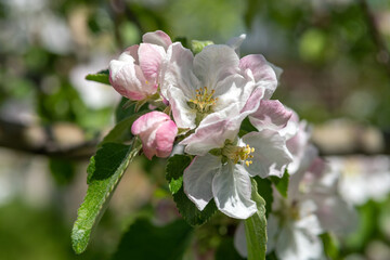 Blooming apple and pear trees. Soft focus. Spring colors and scents of nature.