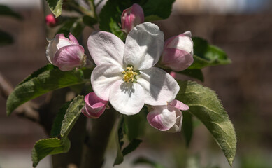 Fototapeta na wymiar Blooming apple and pear trees. Soft focus. Spring colors and scents of nature.