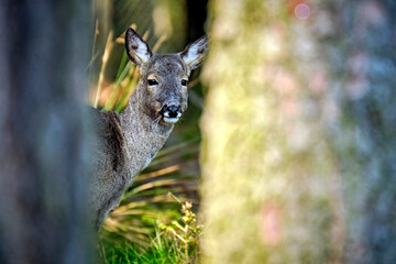 Reh ( Capreolus capreolus ).