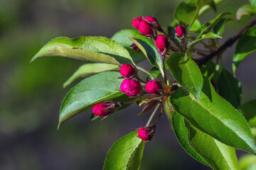 Blooming apple and pear trees. Soft focus. Spring colors and scents of nature.