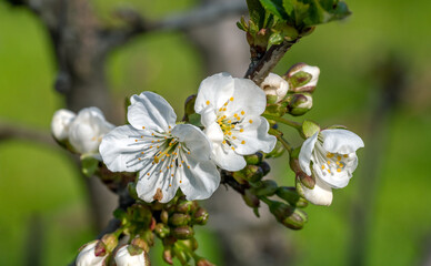 Blooming apple and pear trees. Soft focus. Spring colors and scents of nature.