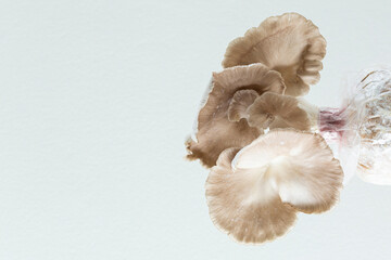  Oyster Mushrooms. Growing Mushrooms at Home