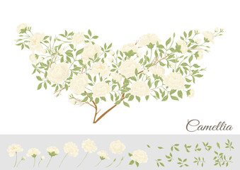 Obraz na płótnie Canvas Camellia blossom tree Clip art, set of elements for design Vector illustration. In botanical style Isolated on white background.
