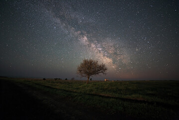 Milky way tree