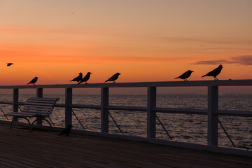 Fototapeta Wschód słońca nad morzem Bałtyckim, ptaki obraz