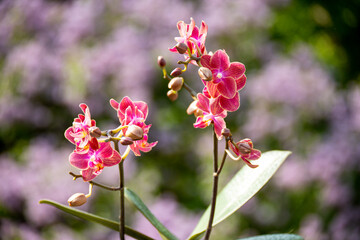 Obraz premium Orchideen Phalaenopsis exotische Blüten 