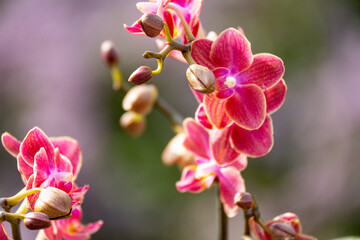 Naklejka na ściany i meble Orchideen Phalaenopsis exotische Blüten 