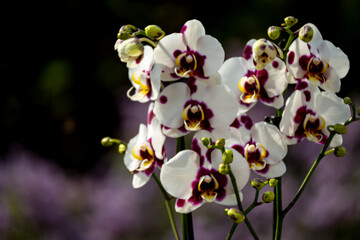 Fototapeta premium Weiß-weinrote Phalaenopsis mit vollem Blütenstand in Nahaufnahme