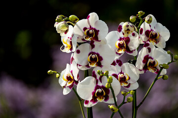 Orchideen Phalaenopsis exotische Blüten 