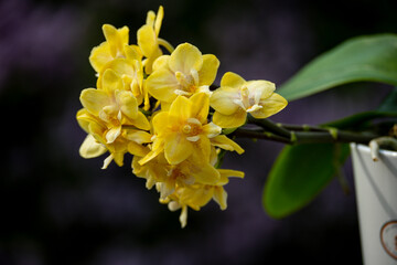 Obraz na płótnie Canvas Orchideen Phalaenopsis exotische Blüten 
