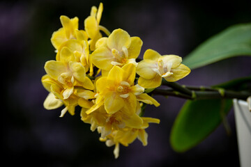 Obraz na płótnie Canvas Orchideen Phalaenopsis exotische Blüten 