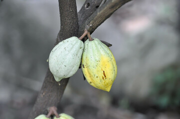 Theobroma cacao, Theobroma or  Malvaceae or T cacao or Magnoliophyta or cacao plant with cacao seed