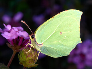 Brimstone butterfly in a natural environment. Gonepteryx rhamni.
