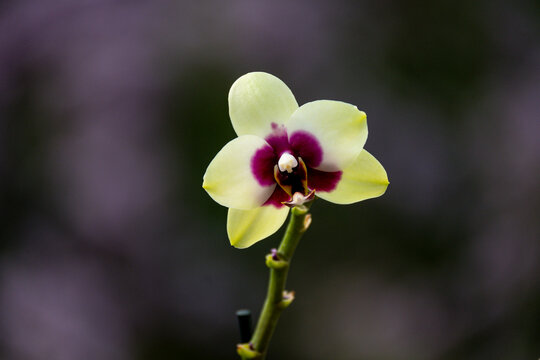 Orchideen Phalaenopsis exotische Blüten 