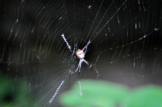 spider on cobweb or gossamer , web