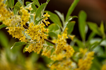 Orchideen exotische Blumen mit vielen Farben