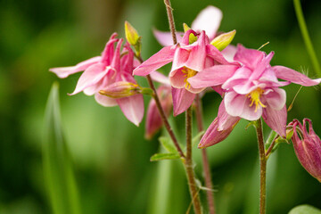 Orchideen exotische Blumen mit vielen Farben