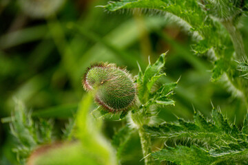 Orchideen exotische Blumen mit vielen Farben