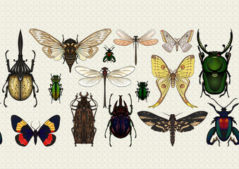 Set of insects: beetles, butterflies, moths, dragonflies. Etymologist's set. Seamless pattern, background. Vector illustration. In realistic style. © Elen  Lane