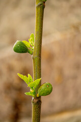 Orchideen exotische Blumen mit vielen Farben