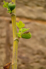 Orchideen exotische Blumen mit vielen Farben