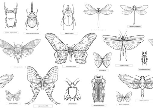 Fototapeta Set of insects: beetles, butterflies, moths, dragonflies. Etymologist's set. Seamless pattern, background. Outline vector illustration.