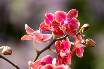 Orchideen exotische Blumen mit vielen Farben