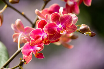 Plakat Orchideen exotische Blumen mit vielen Farben
