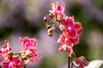 Naklejka na ściany i meble Orchideen exotische Blumen mit vielen Farben