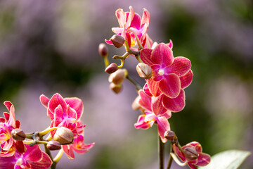 Orchideen exotische Blumen mit vielen Farben