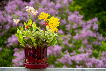 Orchideen exotische Blumen mit vielen Farben