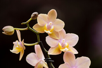Naklejka na ściany i meble Orchideen exotische Blumen mit vielen Farben