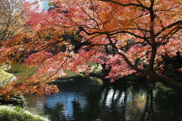 日本庭園の紅葉