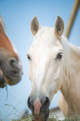 Obraz premium A herd of horses grazes on a field on a summer sunny day.