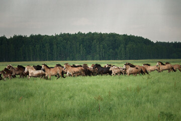 A herd of horses grazes on a field on a summer sunny day.